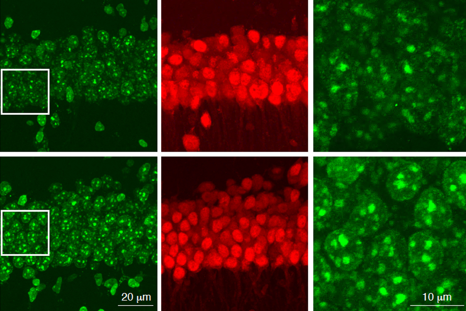 A six panel grid showing neurons stained in red or green