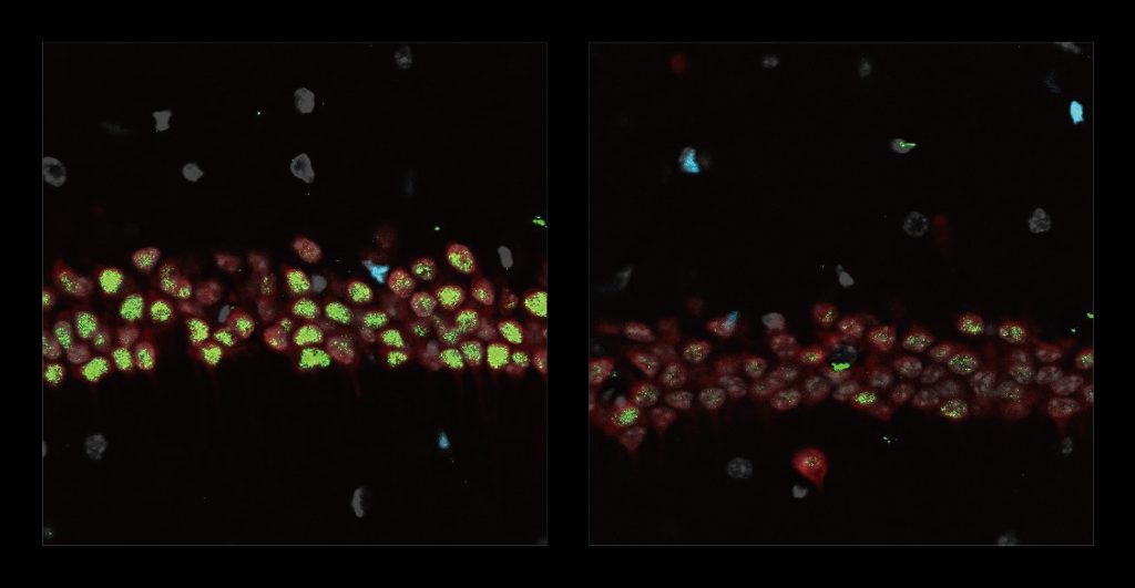 Two panels on a black background show cells on the left lit brightly in green while the cells on the right show much less green and are mostly red.