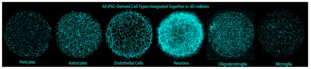 A series of five six circles in a horizontal row show the same cell culture with each of six different cell types highlighted in cyan.